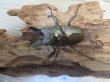 画像2: 稀少産地☆WF3☆モセリオウゴンオニクワガタ♂48ミリ♀45ミリペア＋♀44ミリ計3頭トリオ販売！！ (2)