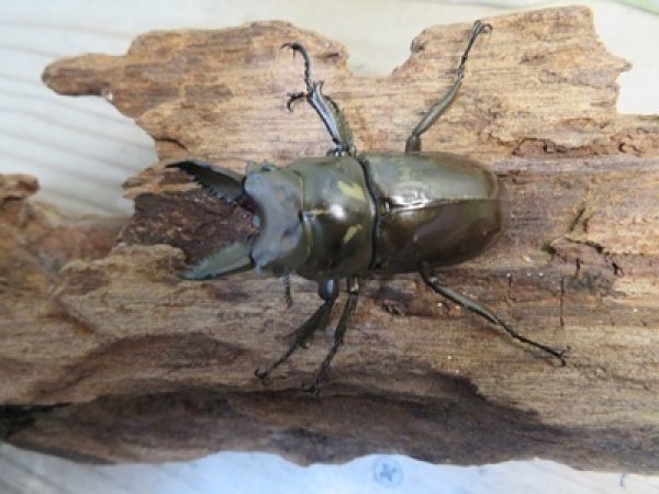画像2: 稀少産地☆WF3☆モセリオウゴンオニクワガタ♂48ミリ♀45ミリペア＋♀44ミリ計3頭トリオ販売！！ (2)