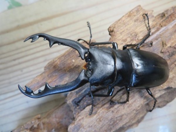 画像2: ☆新成虫☆ギラファノコギリクワガタ（亜種ポロブドゥール）♂86ミリ♀フリーサイズペア販売！！ (2)