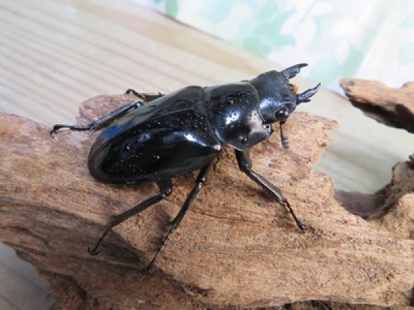 画像4: ☆大型新成虫☆ギラファノコギリクワガタ（亜種ダイスケ）♂108ミリ♀54ミリペア＋♀48ミリ計3頭トリオ販売！！ (4)