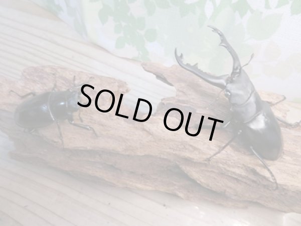 画像5: ☆新成虫☆ギラファノコギリクワガタ（亜種ポロブドゥール）♂90ミリ♀フリーサイズペア販売！！ (5)