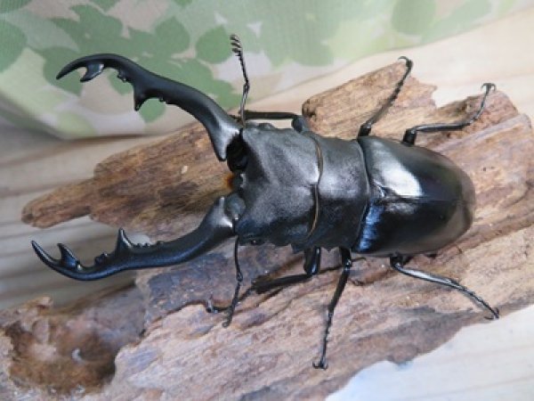 画像2: ☆新成虫☆ギラファノコギリクワガタ（亜種ポロブドゥール）♂90ミリ♀フリーサイズペア販売！！ (2)