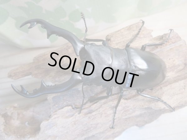 画像2: ☆新成虫☆ギラファノコギリクワガタ（亜種ポロブドゥール）♂90ミリ♀フリーサイズペア販売！！ (2)