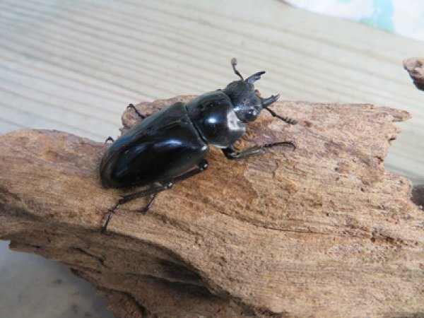 画像4: ☆新成虫☆ギラファノコギリクワガタ（原名亜種）♂92ミリ♀42ミリペア販売！！ (4)