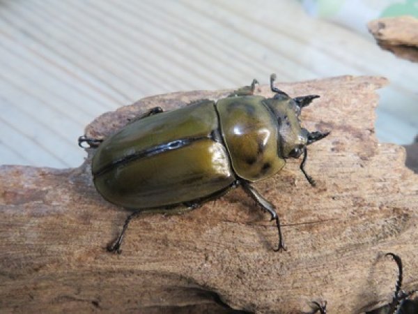 画像4: 稀少産地☆WF3☆モセリオウゴンオニクワガタ♂48ミリ♀45ミリペア＋♀44ミリ計3頭トリオ販売！！ (4)