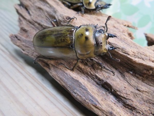 画像5: 稀少産地☆WF3☆モセリオウゴンオニクワガタ♂48ミリ♀45ミリペア＋♀44ミリ計3頭トリオ販売！！ (5)