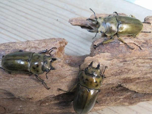 画像6: 稀少産地☆WF3☆モセリオウゴンオニクワガタ♂49ミリ♀42ミリペア＋♀42ミリ計3頭トリオ販売！！ (6)