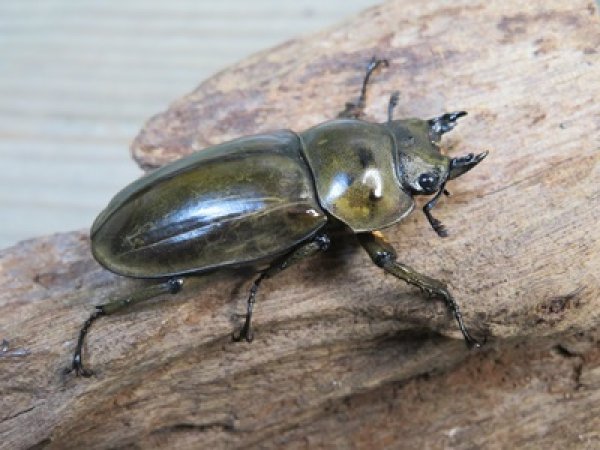 画像5: 稀少産地☆WF3☆モセリオウゴンオニクワガタ♂49ミリ♀42ミリペア＋♀42ミリ計3頭トリオ販売！！ (5)