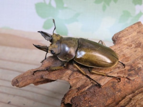 画像1: 稀少産地☆WF3☆モセリオウゴンオニクワガタ♂49ミリ♀42ミリペア＋♀42ミリ計3頭トリオ販売！！ (1)