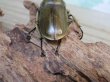 画像3: 稀少産地☆WF3☆モセリオウゴンオニクワガタ♂49ミリ♀42ミリペア＋♀42ミリ計3頭トリオ販売！！ (3)