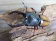 画像2: ☆越冬新成虫☆ウムハンギノコギリクワガタ♂62ミリ♀31ミリペア販売！！ (2)