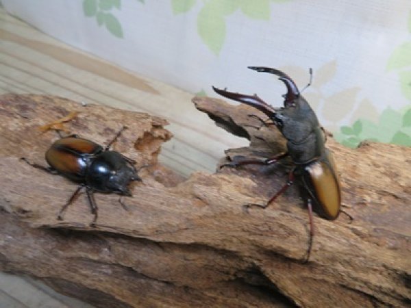 画像5: ☆越冬新成虫☆ウムハンギノコギリクワガタ♂62ミリ♀31ミリペア販売！！ (5)