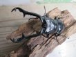 画像2: ☆稀少新成虫☆ギラファノコギリクワガタ（亜種ニルギリエンシス）♂95ミリ♀44ミリペア販売！！ (2)