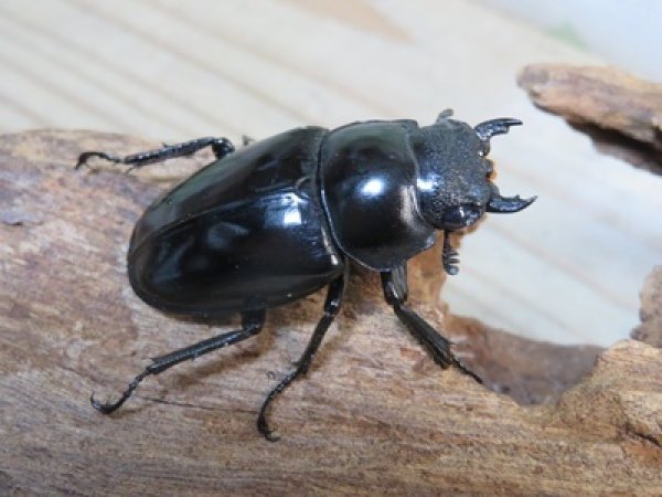 画像4: ☆稀少新成虫☆ギラファノコギリクワガタ（亜種ニルギリエンシス）♂95ミリ♀44ミリペア販売！！ (4)