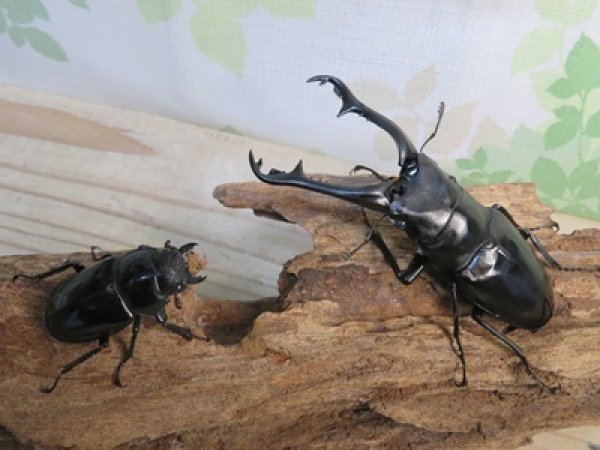 画像5: ☆稀少新成虫☆ギラファノコギリクワガタ（亜種ニルギリエンシス）♂95ミリ♀44ミリペア販売！！ (5)