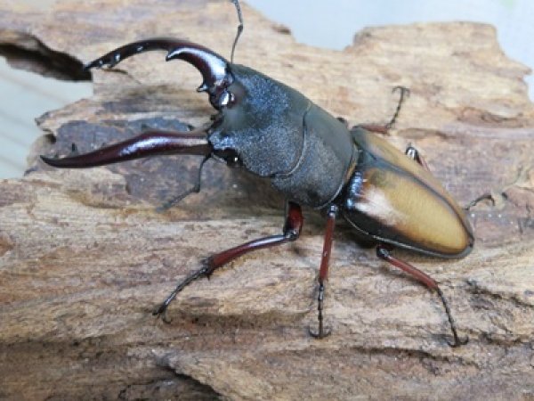 画像1: ☆越冬新成虫☆ウムハンギノコギリクワガタ♂62ミリ♀31ミリペア販売！！ (1)