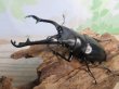 画像1: ☆稀少新成虫☆ギラファノコギリクワガタ（亜種ニルギリエンシス）♂95ミリ♀44ミリペア販売！！ (1)