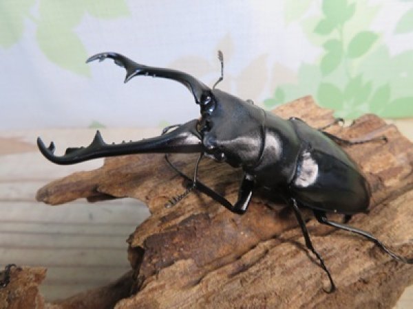 画像1: ☆稀少新成虫☆ギラファノコギリクワガタ（亜種ニルギリエンシス）♂95ミリ♀44ミリペア販売！！ (1)