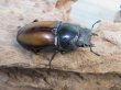 画像4: ☆越冬新成虫☆ウムハンギノコギリクワガタ♂62ミリ♀31ミリペア販売！！ (4)