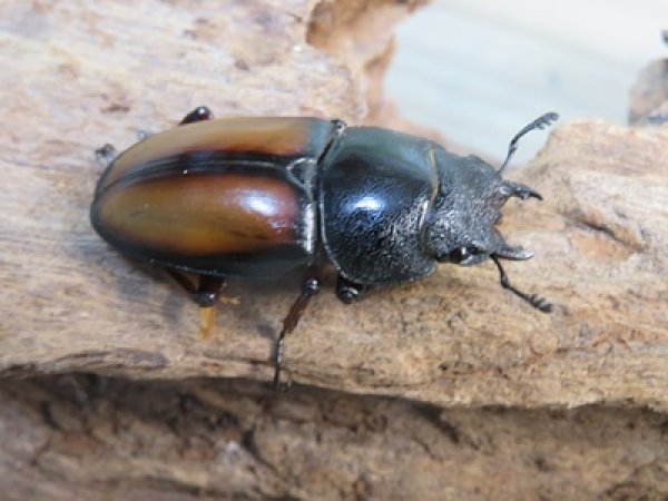 画像4: ☆越冬新成虫☆ウムハンギノコギリクワガタ♂62ミリ♀31ミリペア販売！！ (4)