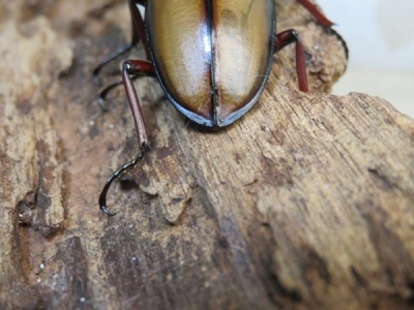 画像3: ☆越冬新成虫☆ウムハンギノコギリクワガタ♂62ミリ♀31ミリペア販売！！ (3)