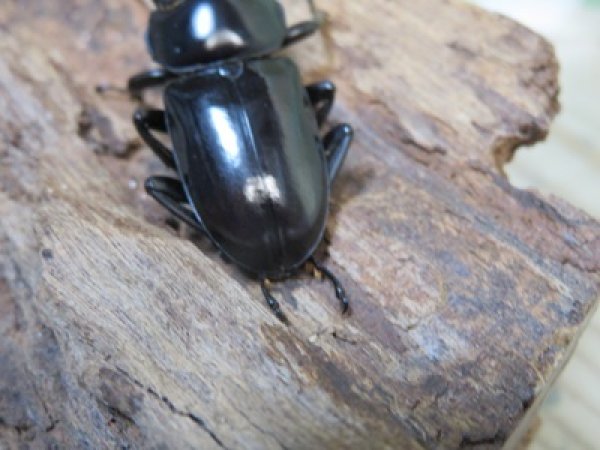画像3: 新成虫☆F6☆デレリクトゥスコクワガタ♂40ミリ♀フリーサイズペア販売！！ (3)