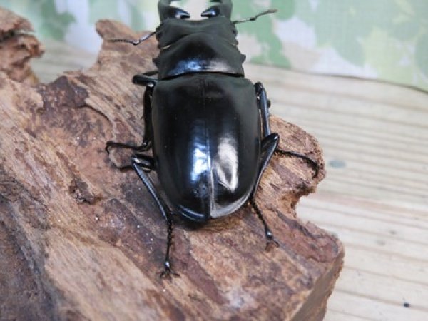 画像3: ☆稀少新成虫☆ギラファノコギリクワガタ（亜種ニルギリエンシス）♂86ミリ単品販売！！ (3)