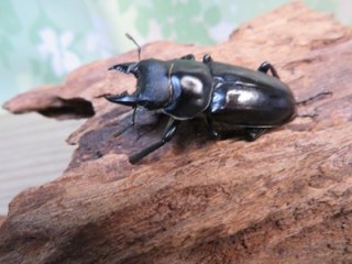 全商品 - 昆虫家