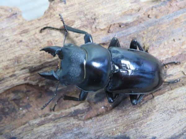画像2: 新成虫☆F6☆デレリクトゥスコクワガタ♂40ミリ♀フリーサイズペア販売！！ (2)