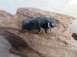 画像4: 新成虫☆F6☆デレリクトゥスコクワガタ♂40ミリ♀フリーサイズペア販売！！ (4)