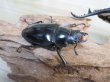 画像4: ☆大型新成虫☆ギラファノコギリクワガタ（亜種ダイスケ）♂114ミリ♀51ミリペア販売！！ (4)