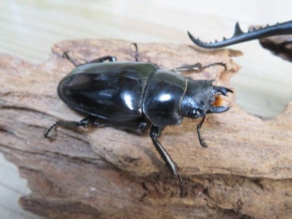 画像4: ☆大型新成虫☆ギラファノコギリクワガタ（亜種ダイスケ）♂114ミリ♀51ミリペア販売！！ (4)