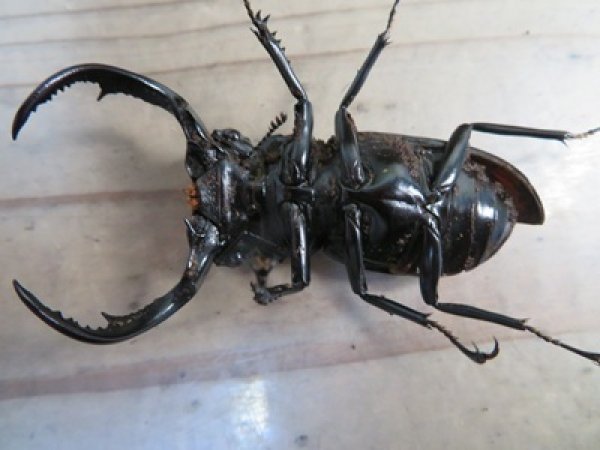 画像4: 27年種親用☆D V産☆ウエストウッディ オオシカクワガタ♂-B65ミリ♀-A´45ミリ別血統サービスペア販売！！ (4)