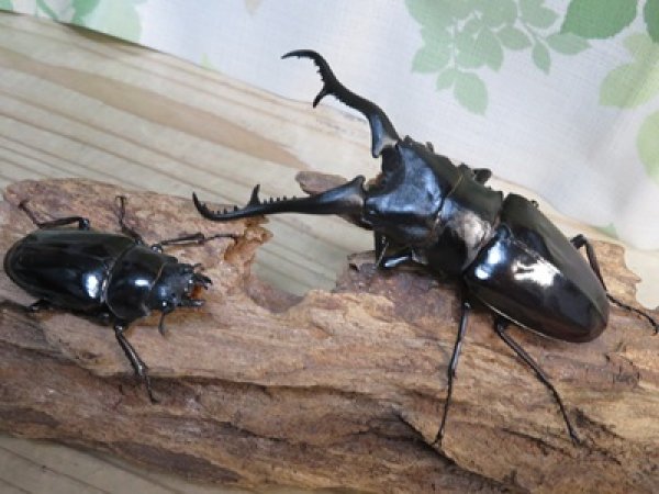 画像5: ☆大型新成虫☆ギラファノコギリクワガタ（亜種ダイスケ）♂114ミリ♀51ミリペア販売！！ (5)