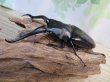 画像1: ☆大型新成虫☆ギラファノコギリクワガタ（亜種ダイスケ）♂114ミリ♀51ミリペア販売！！ (1)