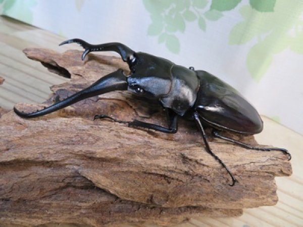 画像1: ☆大型新成虫☆ギラファノコギリクワガタ（亜種ダイスケ）♂114ミリ♀51ミリペア販売！！ (1)