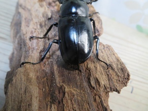 画像3: 27年種親用☆D V産☆ウエストウッディ オオシカクワガタ♂-B65ミリ♀-A´45ミリ別血統サービスペア販売！！ (3)