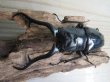 画像2: ☆大型新成虫☆ギラファノコギリクワガタ（亜種ダイスケ）♂114ミリ♀51ミリペア販売！！ (2)
