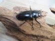 画像5: 27年種親用☆D V産☆ウエストウッディ オオシカクワガタ♂-B65ミリ♀-A´45ミリ別血統サービスペア販売！！ (5)