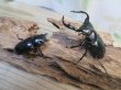 画像6: 27年種親用☆D V産☆ウエストウッディ オオシカクワガタ♂-B65ミリ♀-A´45ミリ別血統サービスペア販売！！ (6)