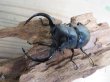 画像2: 27年種親用☆D V産☆ウエストウッディ オオシカクワガタ♂-B65ミリ♀-A´45ミリ別血統サービスペア販売！！ (2)