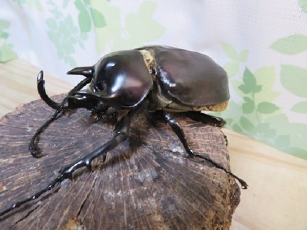 画像1: ☆新成虫☆レックスゾウカブト♂88ミリ♀64ミリペア販売！！ (1)
