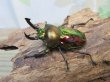 画像1: ☆ピカール血統☆ニジイロクワガタ♂♀フリーサイズペア販売！！ (1)