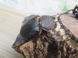 画像4: ☆新成虫☆レックスゾウカブト♂88ミリ♀64ミリペア販売！！ (4)