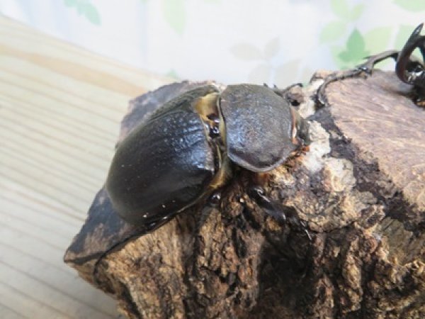 画像4: ☆新成虫☆レックスゾウカブト♂88ミリ♀64ミリペア販売！！ (4)