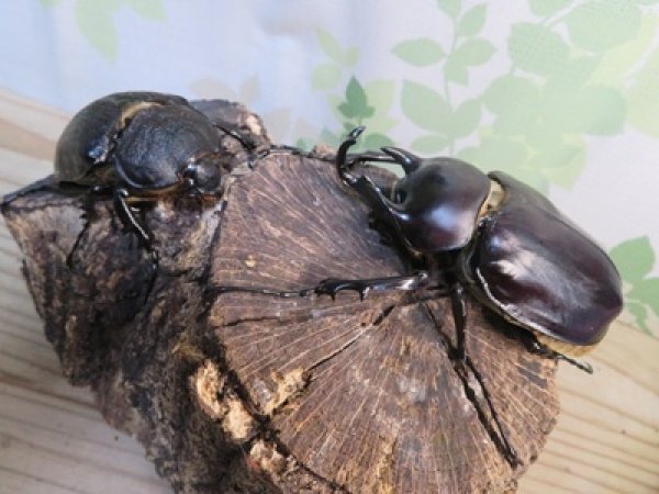 画像5: ☆新成虫☆レックスゾウカブト♂88ミリ♀64ミリペア販売！！ (5)