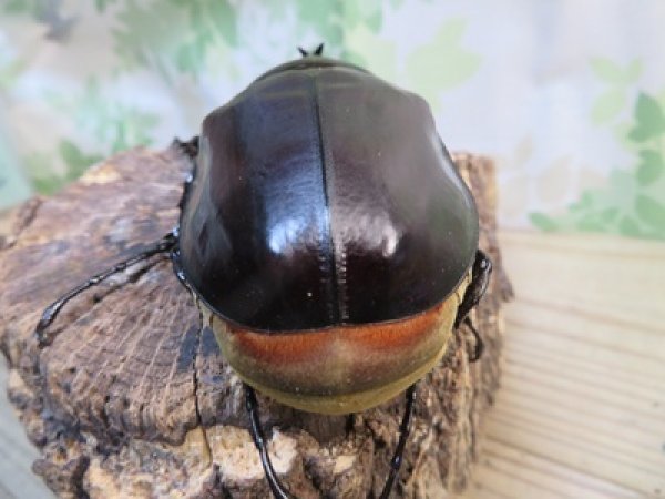 画像3: ☆新成虫☆レックスゾウカブト♂88ミリ♀64ミリペア販売！！ (3)