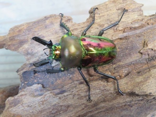 画像2: ☆ピカール血統☆ニジイロクワガタ♂♀フリーサイズペア販売！！ (2)