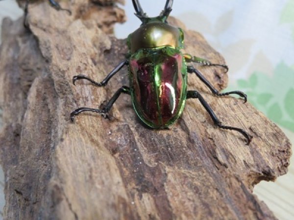 画像3: ☆ピカール血統☆ニジイロクワガタ♂♀フリーサイズペア販売！！ (3)