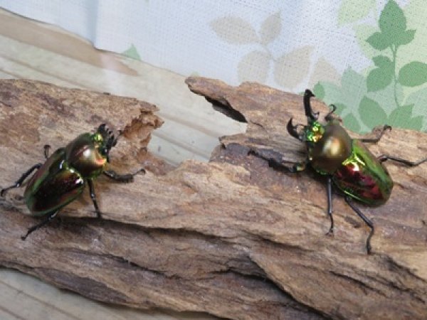 画像5: ☆ピカール血統☆ニジイロクワガタ♂♀フリーサイズペア販売！！ (5)